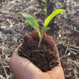 A person holding dirt and a plant in their hand.